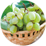 ブドウ種子油(グレープシードオイル)