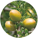 アルガニアスピノサ核油(アルガンオイル)