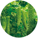 ツルレイシ果実エキス