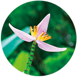 バナナ花エキス