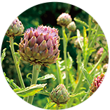 アーチチョーク葉エキス