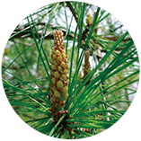 セイヨウアカマツ球果エキス