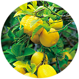 レモン果実エキス