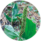 セイヨウオオバコ種子エキス