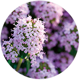 ワイルドタイムエキス