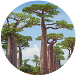 加水分解バオバブ葉エキス