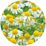 カミツレ花エキス