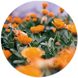 トウキンセンカ花エキス