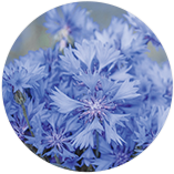 ヤグルマギク花エキス