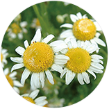 ローマカミツレ花エキス