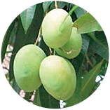 アフリカマンゴノキ核脂